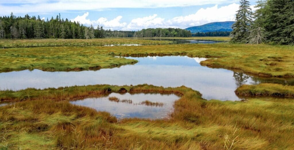 wetlands